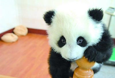 panda.jpg