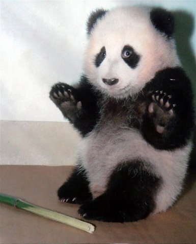 panda3.jpg