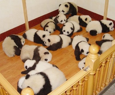 pandy.jpg