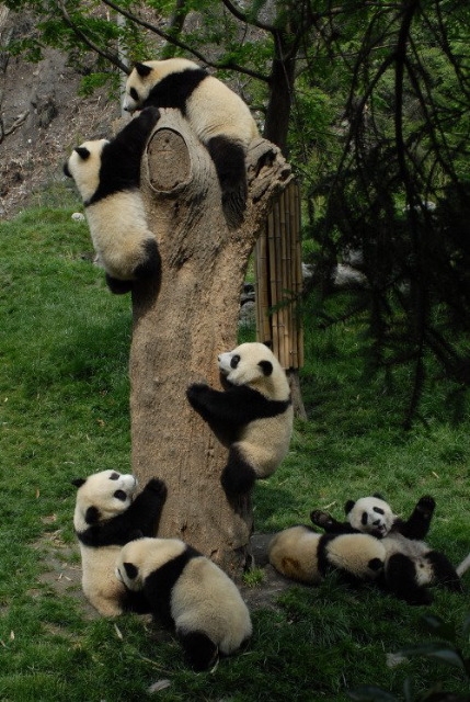 pandy2.jpg