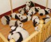 pandy.jpg