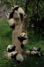 pandy2.jpg