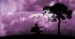 Purple serenade.jpg